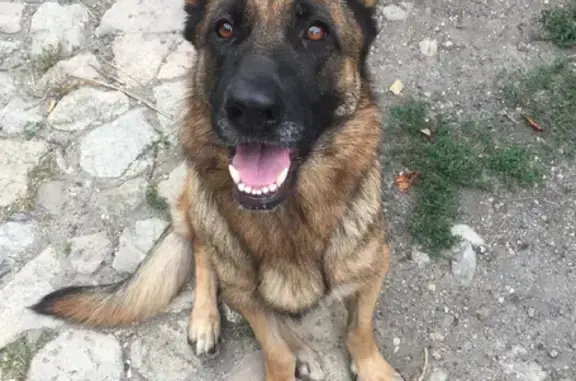 Пропала собака на улице Генерала Петрова, 76 в Керчи