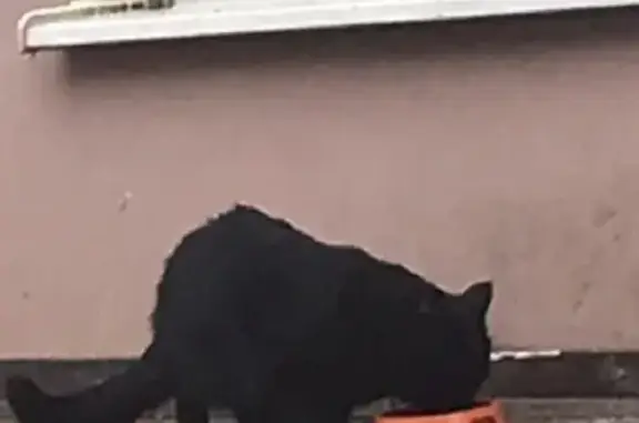 Найдена кошка на проспекте Писателя Знаменского, 24, Краснодар.