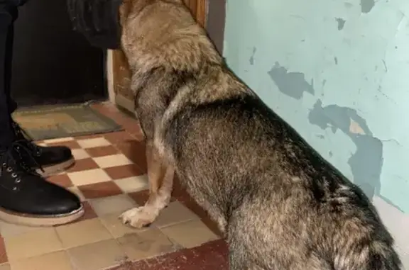 Найдена собака на Челюскинцев, 29 в Екатеринбурге.