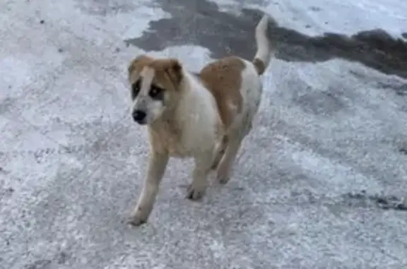 Пропала собака Джесси на Калийной улице, Соликамск