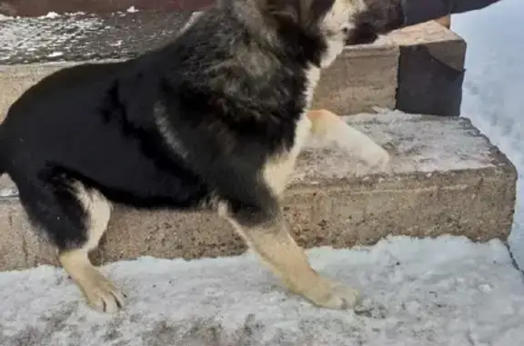 Найдена собака в районе Демского Кардона, ищем новый дом ❤️