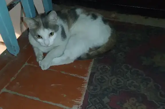 Найдена кошка на улице Планировочная, дом 22 в Новосибирске