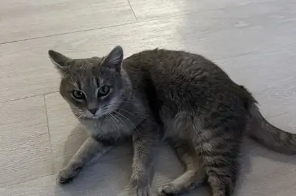 Найдена пепельная кошка на Командорской, Краснодар