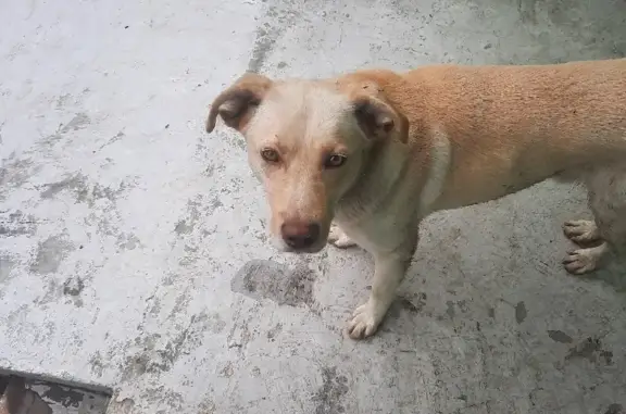Найдена собака на Рябиновой, 24 в Курске