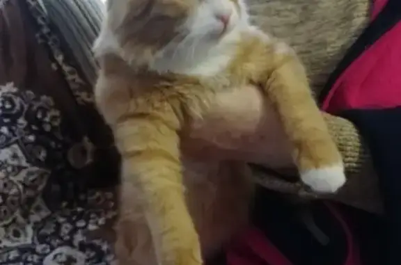 Найден рыжий котик на Садовой улице, Краснодар