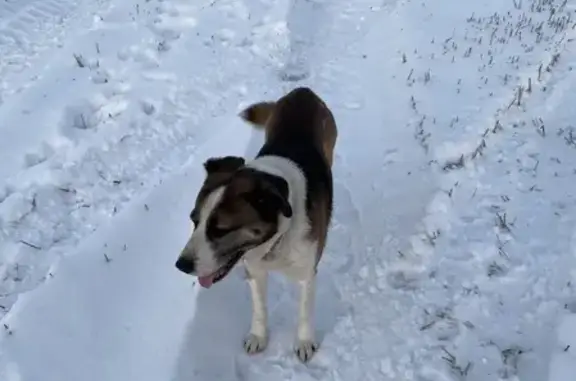 Собака найдена в деревне Анашкино, Московская область
