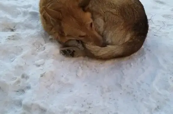 Найдена собака на ул. Кропоткина, Новосибирск