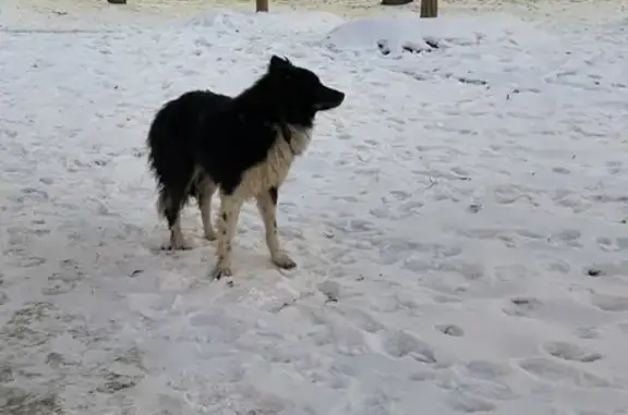 Собака бегает возле МЭИ на Лефортовском Валу!