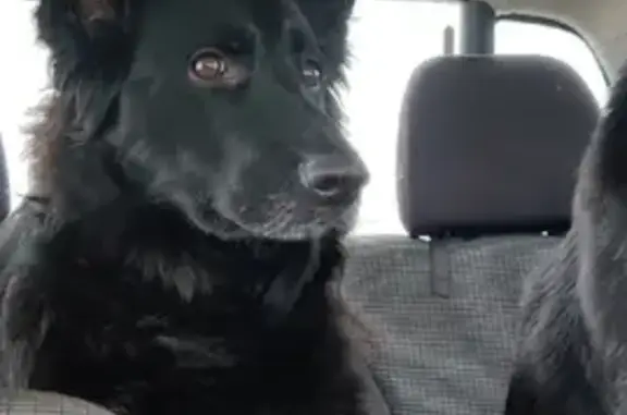 Пропала собака в Псковской области: Комета без ошейника.