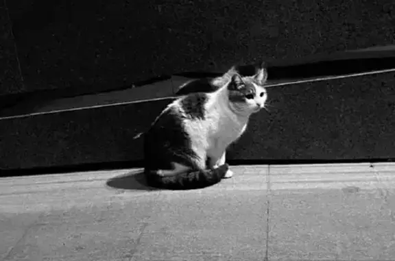 Кошка найдена на улице Муштари, 2А, Казань