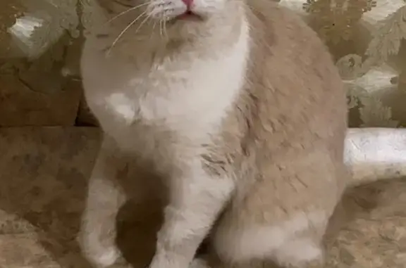 Найден кремовый кот с белыми пятнами на ул. Ахазова, Чебоксары
