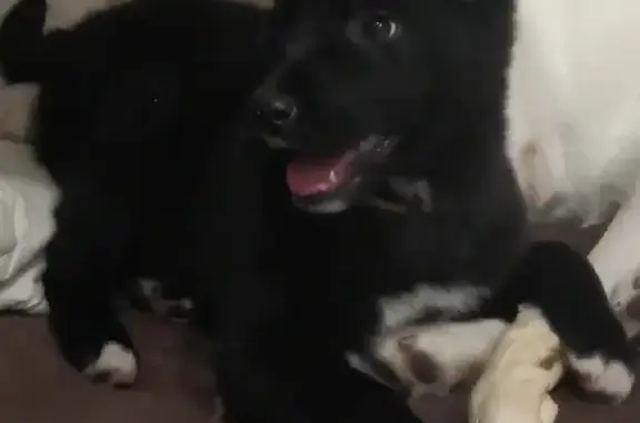 Найден черный щенок в Костроме
