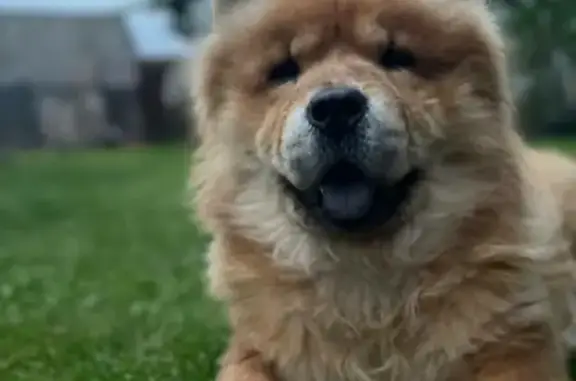 Собаки потеряшки, Климово, фото: Потеряшка собака Чау-Чау на Московской 64