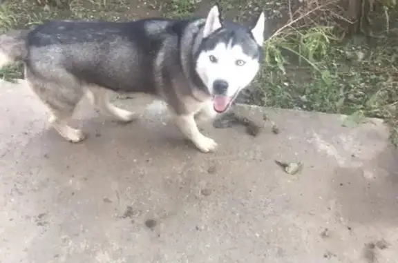 Собака найдена на Новороссийской, 59, Астрахань