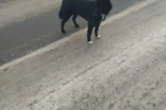 Найдена собака Лайка в Московской области 46Н-03761