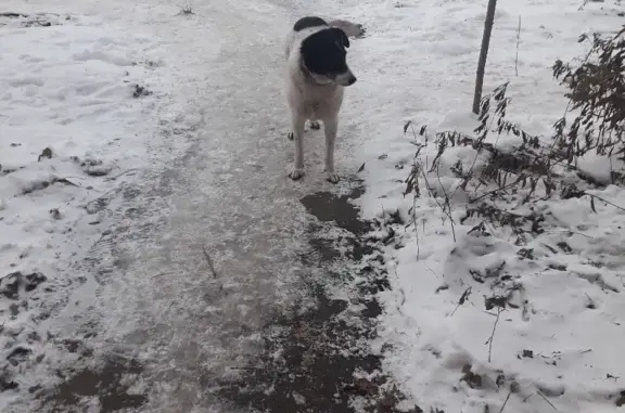 Найдена собака на Михневской улице, Бирюлево Восточное