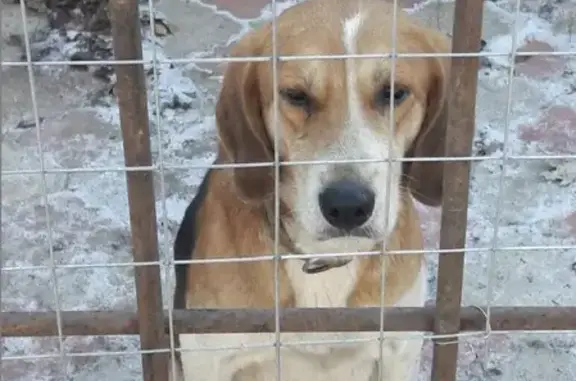 Собака найдена на Горной улице, 36 в Волгограде.