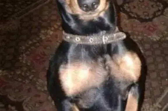 Пропала собака Каспер в Калининградской области