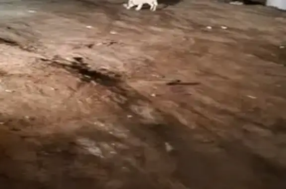 Найден белый Лабрадор с ошейником в Химках