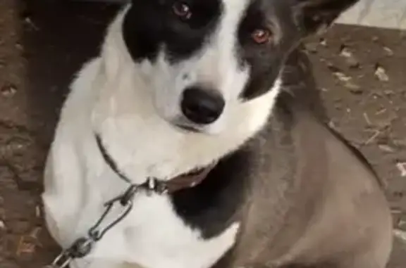 Пропала собака Муха в Петушках, Владимирская область