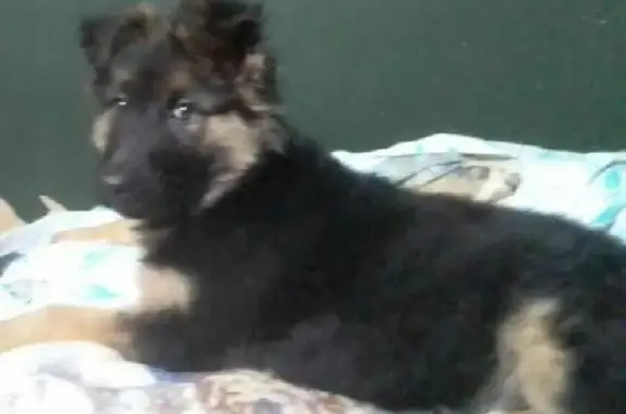 Пропала собака на Нагорной улице, Горно-Алтайск