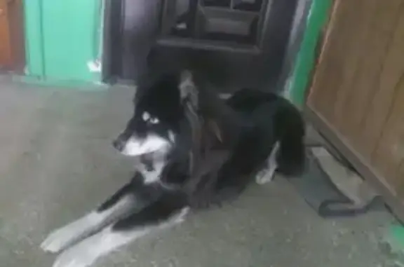 Найдена собака на ул. Гагарина, 33, Челябинск