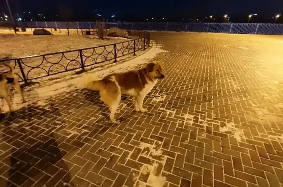 Собака найдена на улице Карамзина, 12, Красноярск