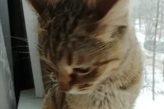 Найдена домашняя кошка на Плетневой, Иваново