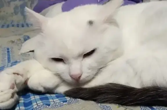 Кошки потеряшки, Тольятти, фото: Потеряшка кошка на ул. 70 лет Октября, 78, Тольятти