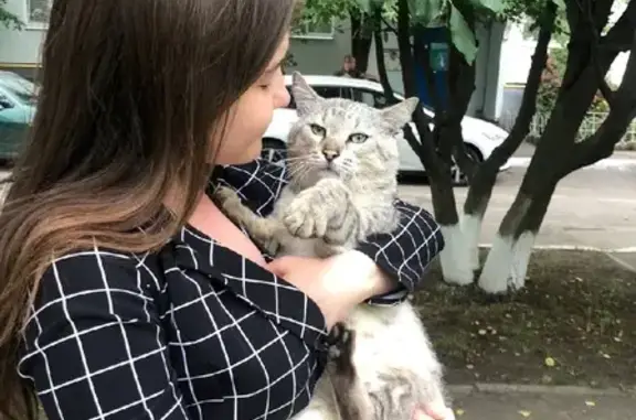 Пропала кошка на улице Полевой, Новая Усмань
