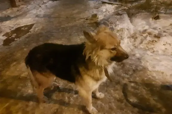 Собака на Сары Садыковой, 9 в Казани
