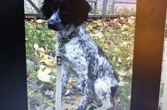 Потерянные животные Липецк, фото: Пропала собака Мелисса на ул. Германа Титова, 6/2, Липецк