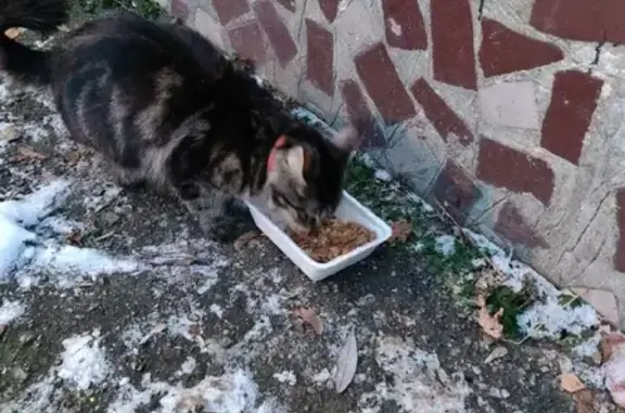 Найдена кошка на улице Баженова, 11А!