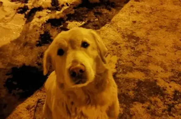 Найдена собака на Ильинке, Тульская область