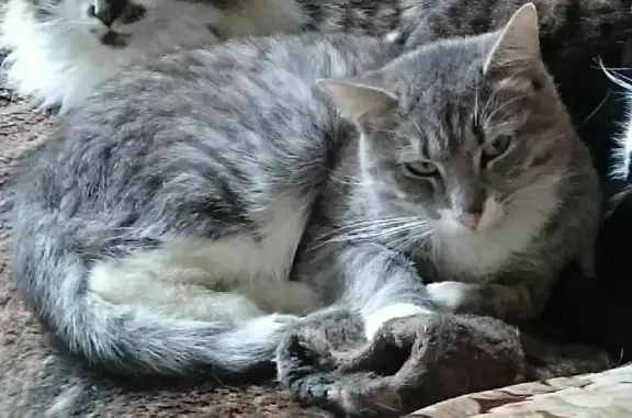 Кошки потеряшки, Санкт-Петербург, фото: Потеряшка кошка 