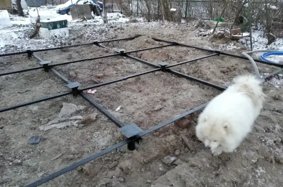 Пропала собака на 4-й Садовой улице, Кировское городское поселение