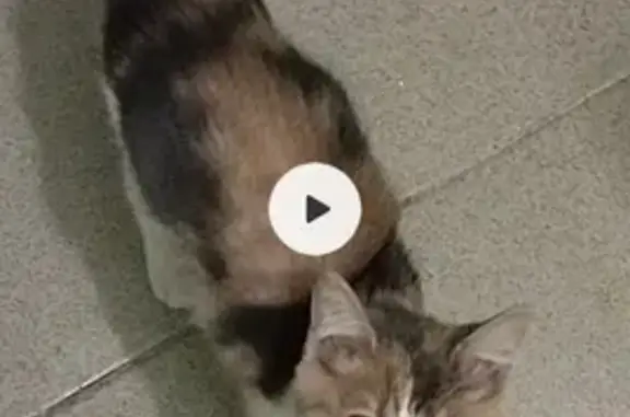 Кошка найдена в Стерлитамаке