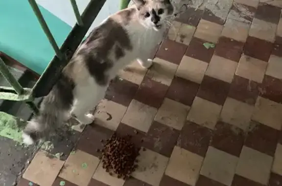 Найдена кошка на ул. Павлюхина, Казань