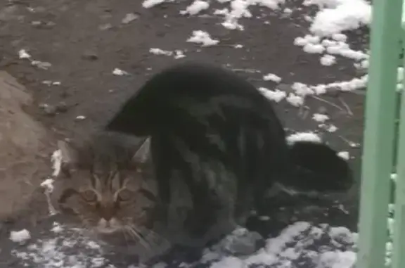 Найдена кошка на пр. Победы, 312, Челябинск.