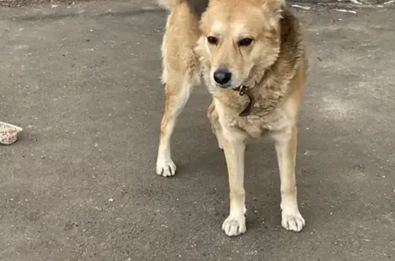 Найдена собака на Удальцова, 87 к5
