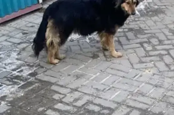 Собака-девочка на улице Ленина, 8, Подольск.