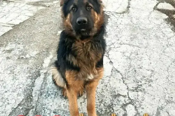 Пропала собака на Тульской улице, 35