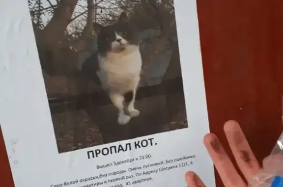 Пропал кот на ул. Неведомского, 17А, Владикавказ