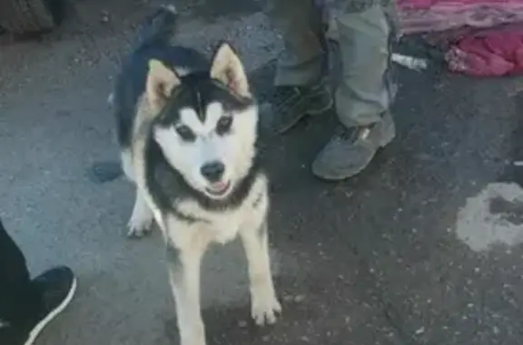 Найдена собака Хаски на ул. Красных Партизан, 2/1 к1, Краснодар.