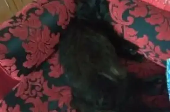 Кошки потеряшки, Малышева, фото: Потеряшка кошка Черныш по ул. Ленина, 3, Малышева