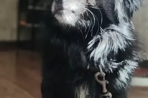 Объявления о пропавших и найденных животных, Ростов-на-Дону, фото: Найдена собака на Панфиловцев, 14, Ростов-на-Дону.