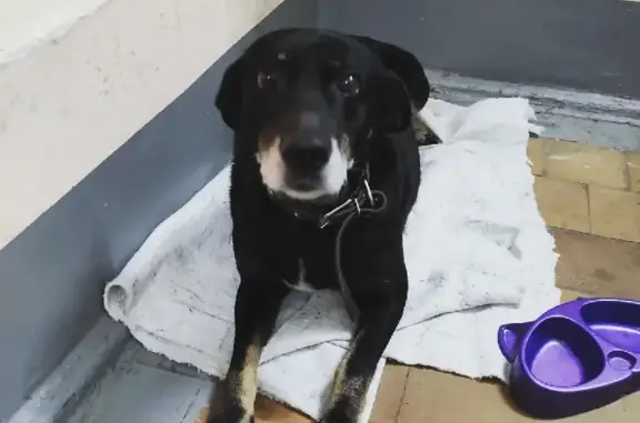 Найдена собака в ошейнике на Ямской, ищем хозяина