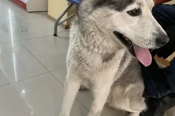 Найденные животные Ростов-на-Дону, фото: Найден хаски с поломанной лапкой на пр-те Стачки, Ростов-на-Дону