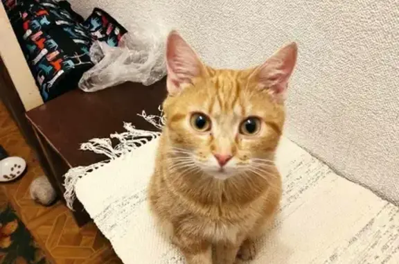 Найдена молодая рыжая кошка с коротким хвостиком на ул. Куйбышева, 181А