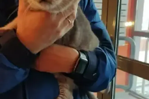 Найдена кошка на Гагарина, 101 к2 в Нижнем Новгороде